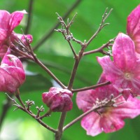 Clerodendrum infortunatum L.